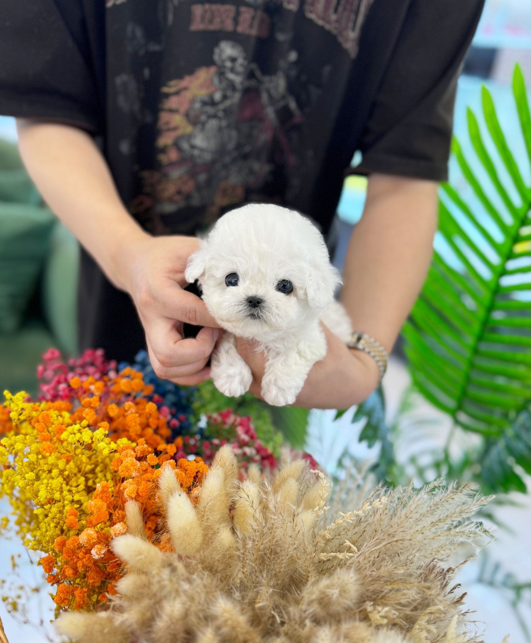 Mni Bichon Frise - Ziggy(Male) - Beautiful puppy teacup puppy with adorable features available for adoption from Velydog