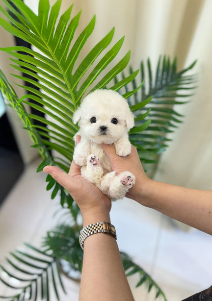 Mni Bichon Frise - Ziggy(Male) - Beautiful puppy teacup puppy with adorable features available for adoption from Velydog