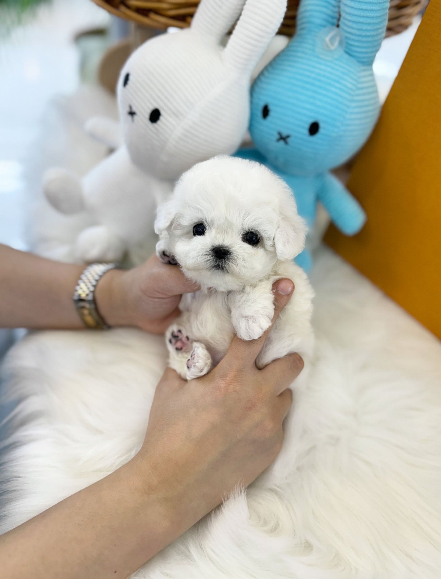 Mni Bichon Frise - Ziggy(Male) - Beautiful puppy teacup puppy with adorable features available for adoption from Velydog