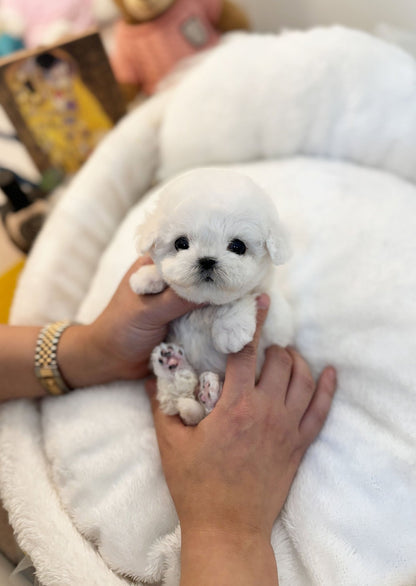 Mni Bichon Frise - Ziggy(Male) - Beautiful puppy teacup puppy with adorable features available for adoption from Velydog