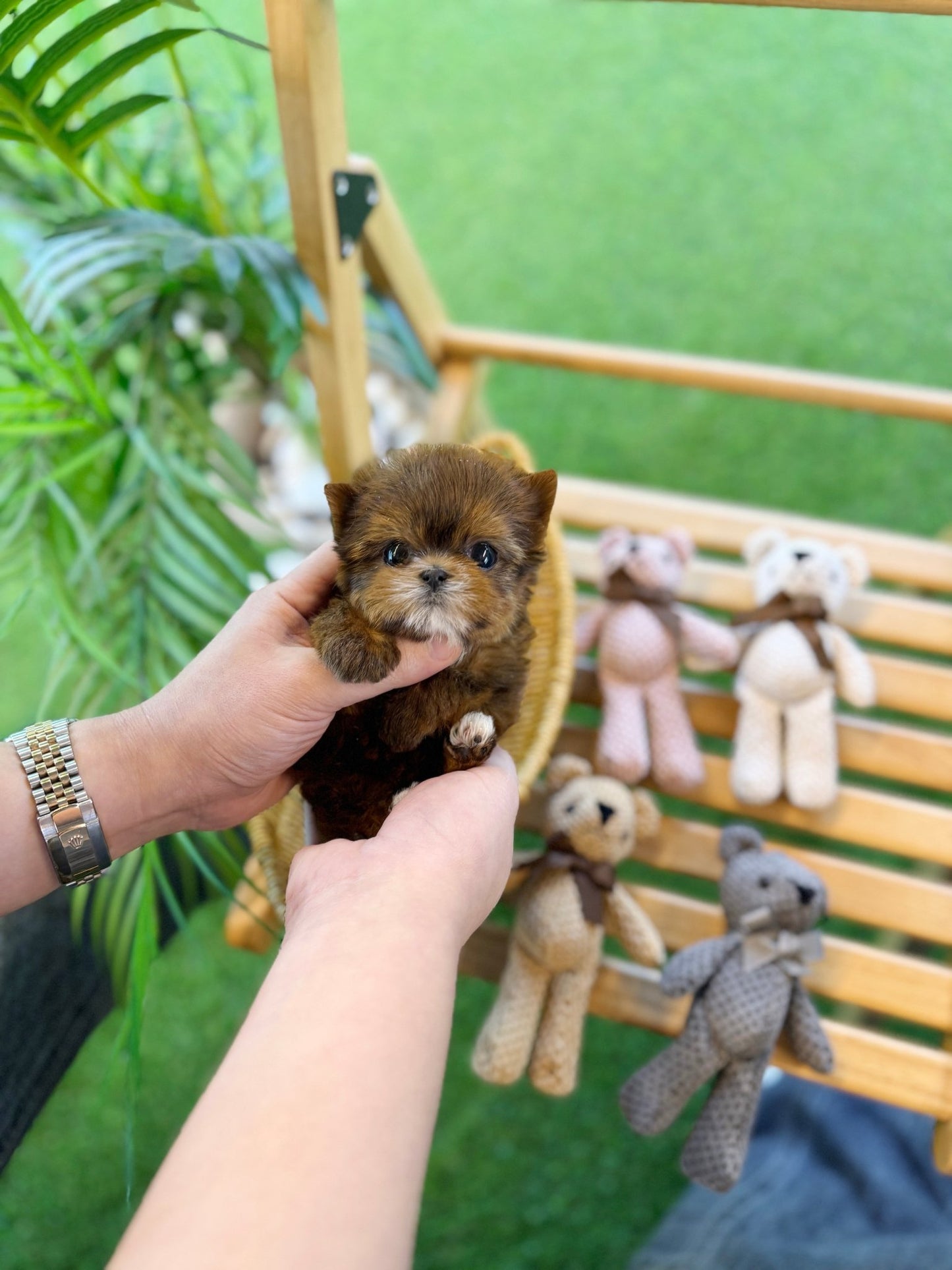 Morkie - Baba(Male) - Beautiful puppy teacup puppy with adorable features available for adoption from Velydog