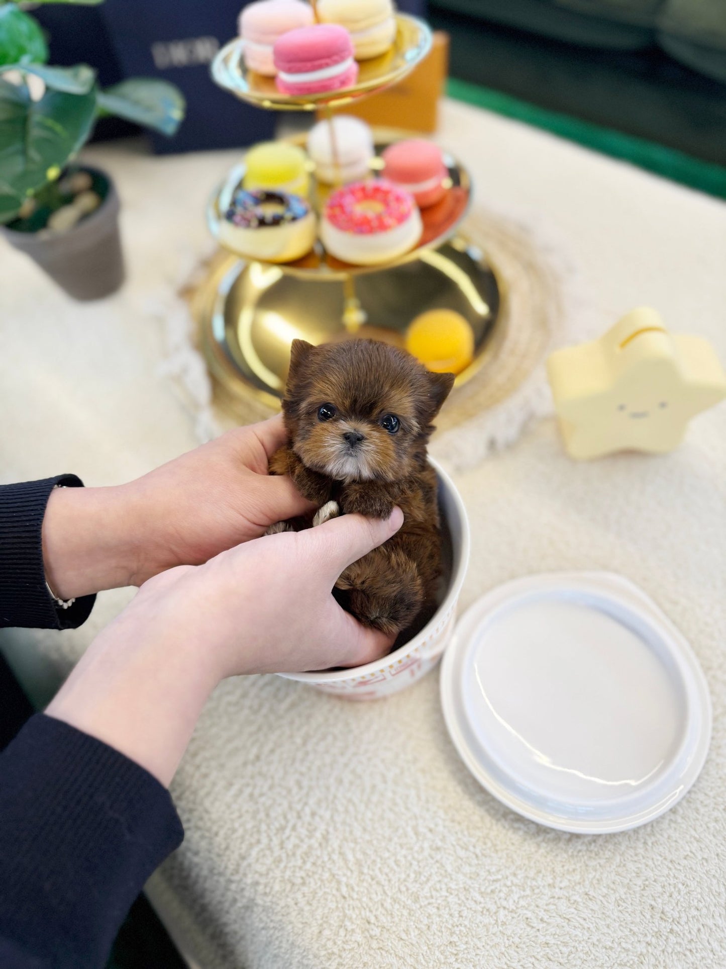 Morkie - Baba(Male) - Beautiful puppy teacup puppy with adorable features available for adoption from Velydog