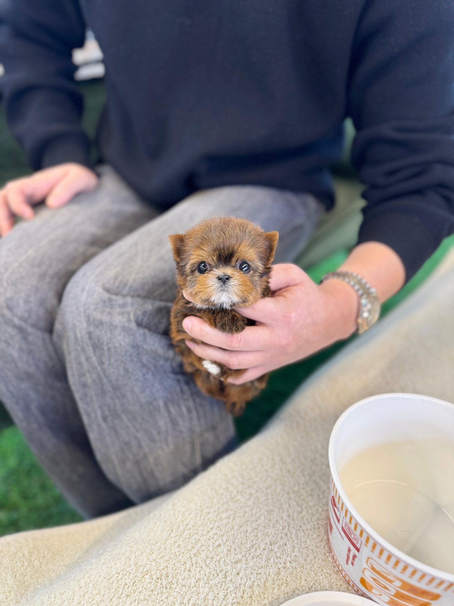 Morkie - Baba(Male) - Beautiful puppy teacup puppy with adorable features available for adoption from Velydog