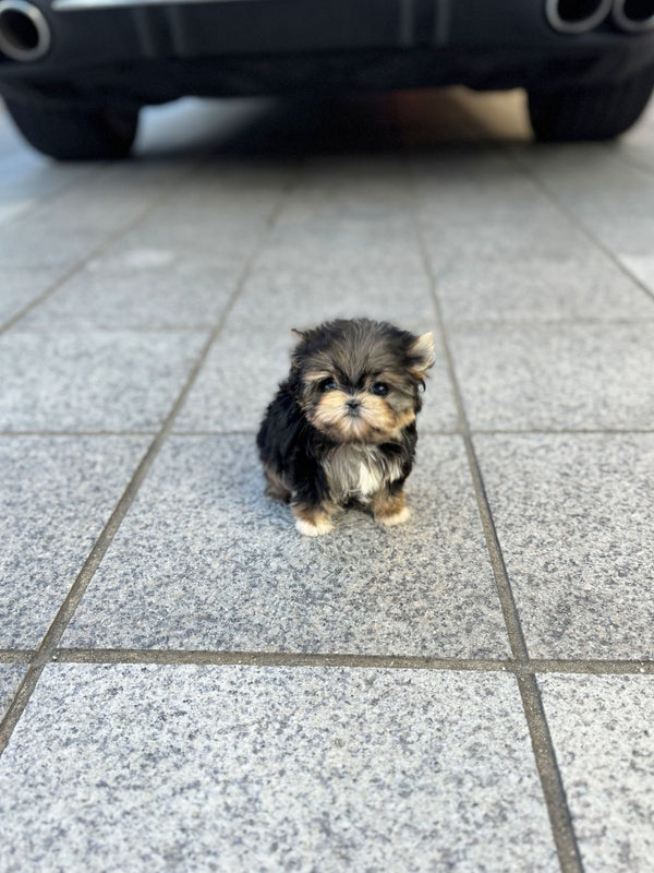 Morkie - Louie(Female) - Beautiful puppy teacup puppy with adorable features available for adoption from Velydog