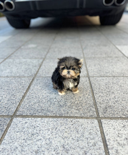 Morkie - Louie(Female) - Beautiful puppy teacup puppy with adorable features available for adoption from Velydog