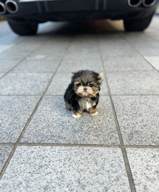 Morkie - Louie(Female) - Beautiful puppy teacup puppy with adorable features available for adoption from Velydog