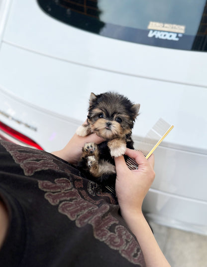 Morkie - Louie(Female) - Beautiful puppy teacup puppy with adorable features available for adoption from Velydog