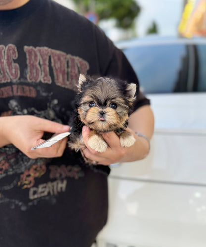 Morkie - Louie(Female) - Beautiful puppy teacup puppy with adorable features available for adoption from Velydog