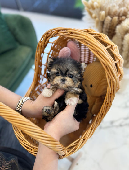 Morkie - Louie(Female) - Beautiful puppy teacup puppy with adorable features available for adoption from Velydog