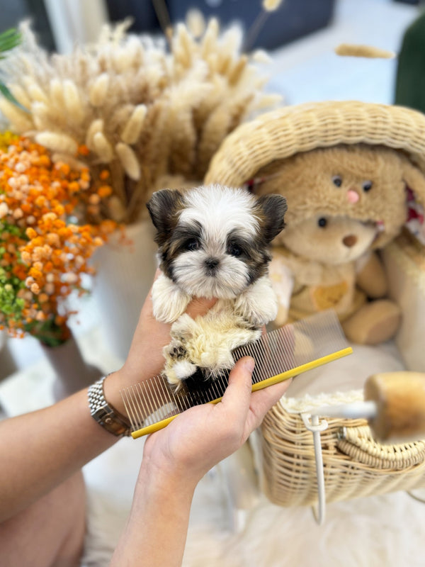 Morkie - Otis(Male) - Beautiful puppy teacup puppy with adorable features available for adoption from Velydog