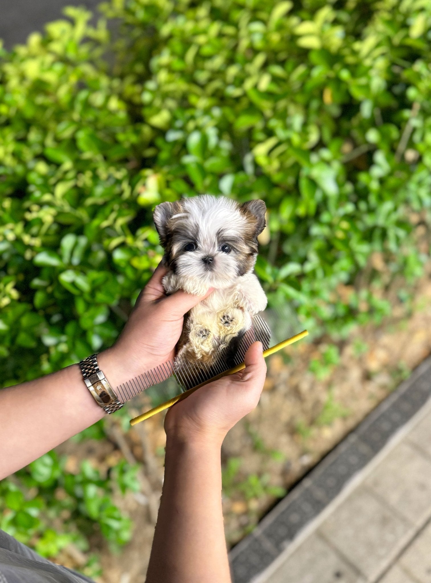 Morkie - Otis(Male) - Beautiful puppy teacup puppy with adorable features available for adoption from Velydog