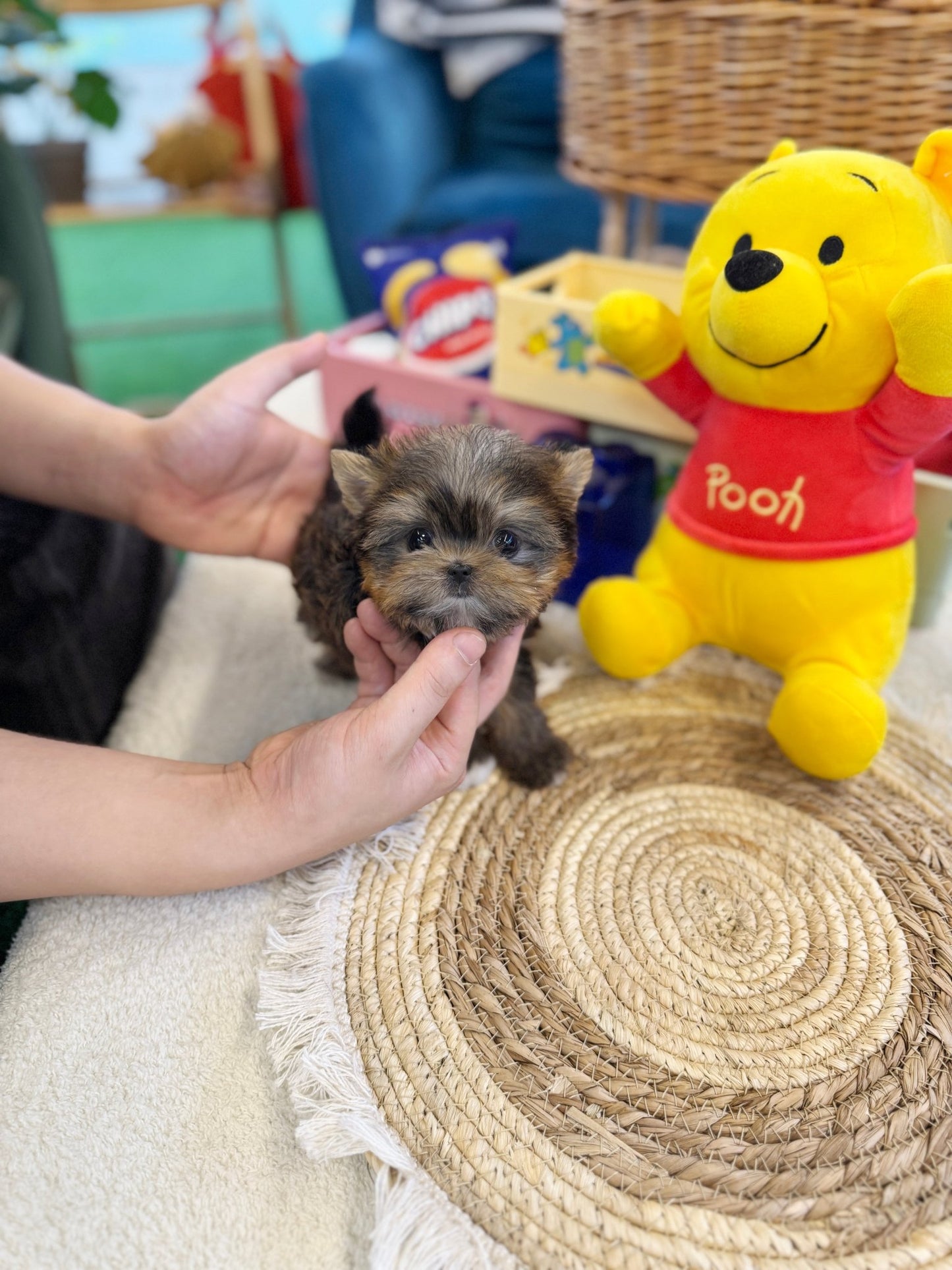 Morkie - Pumpkin(Male) - Beautiful puppy teacup puppy with adorable features available for adoption from Velydog
