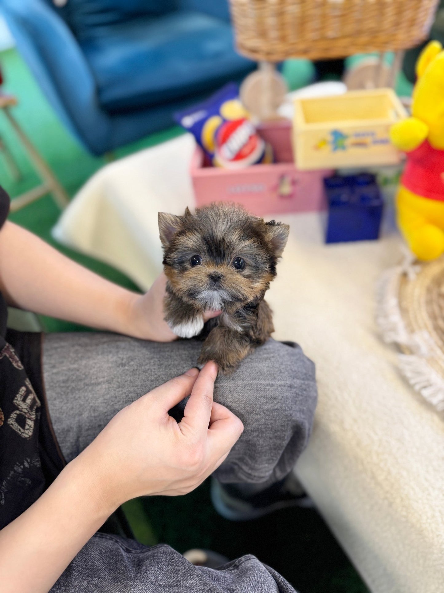 Morkie - Pumpkin(Male) - Beautiful puppy teacup puppy with adorable features available for adoption from Velydog