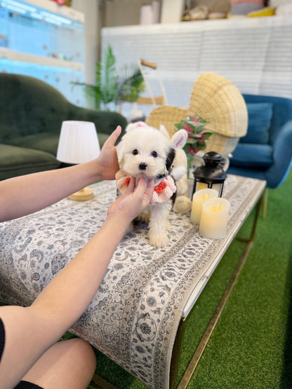 Old English Sheepdog - Wing(Male) - Beautiful puppy teacup puppy with adorable features available for adoption from Velydog
