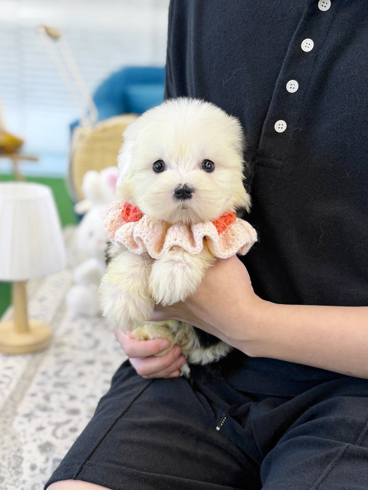 Old English Sheepdog - Wing(Male) - Beautiful puppy teacup puppy with adorable features available for adoption from Velydog
