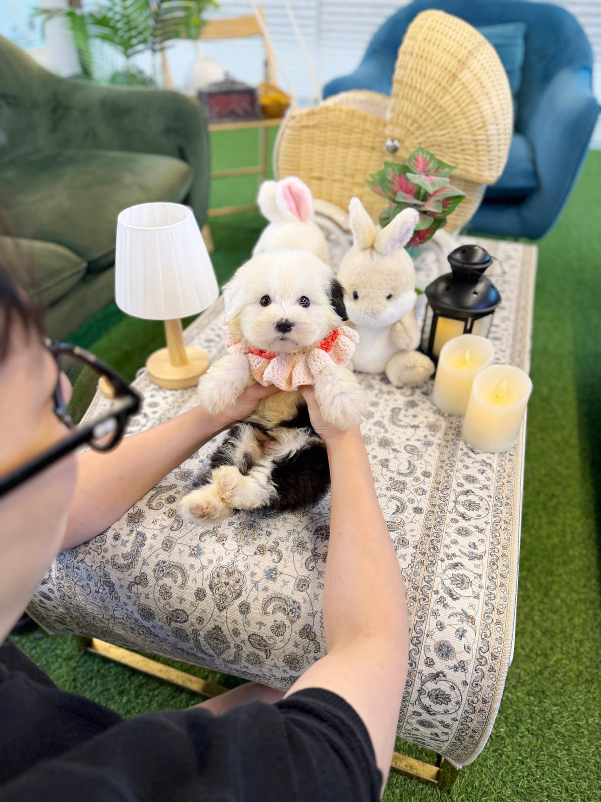 Old English Sheepdog - Wing(Male) - Beautiful puppy teacup puppy with adorable features available for adoption from Velydog