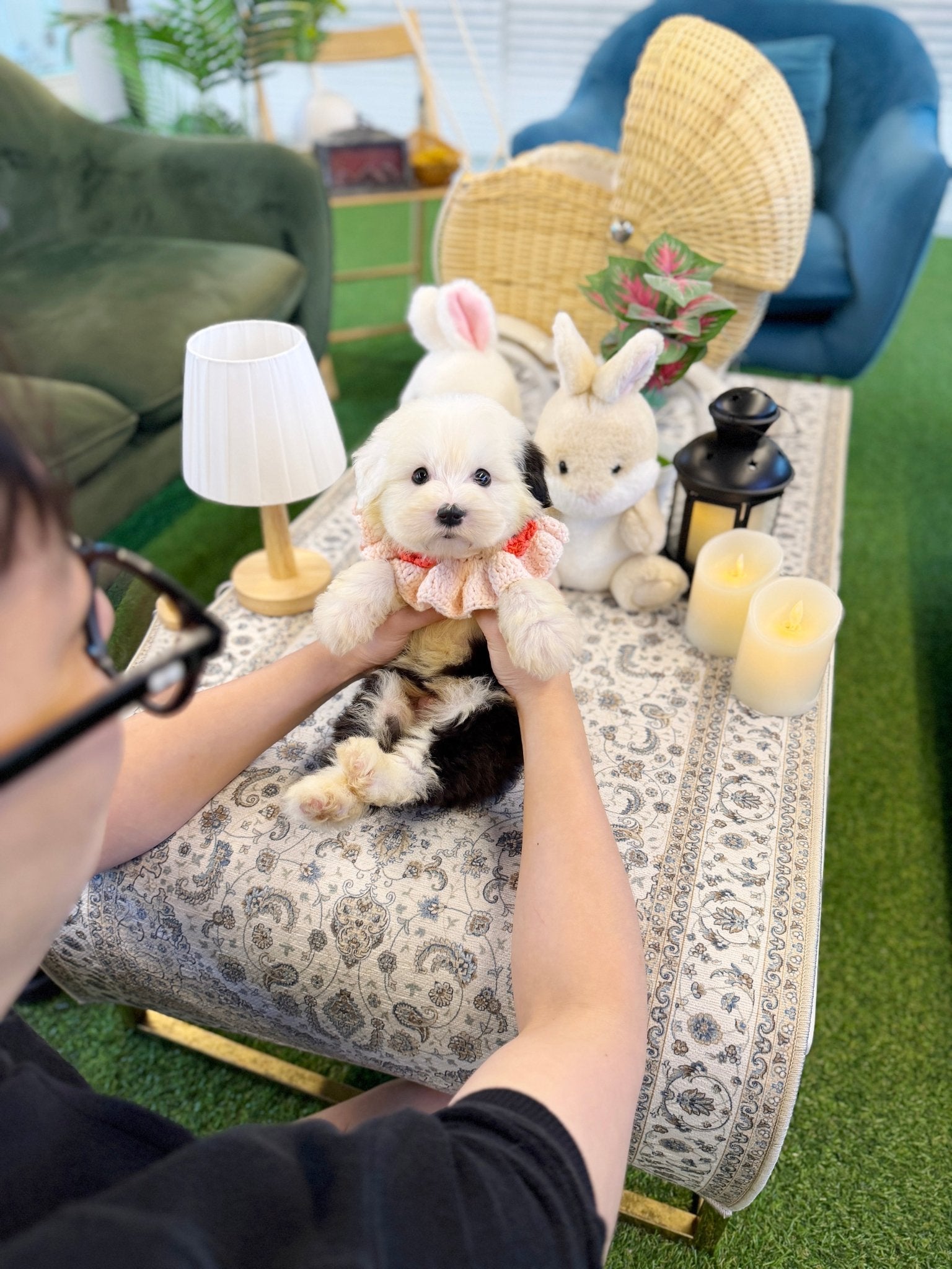 Old English Sheepdog - Wing(Male) - Beautiful puppy teacup puppy with adorable features available for adoption from Velydog