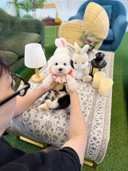 Old English Sheepdog - Wing(Male) - Beautiful puppy teacup puppy with adorable features available for adoption from Velydog