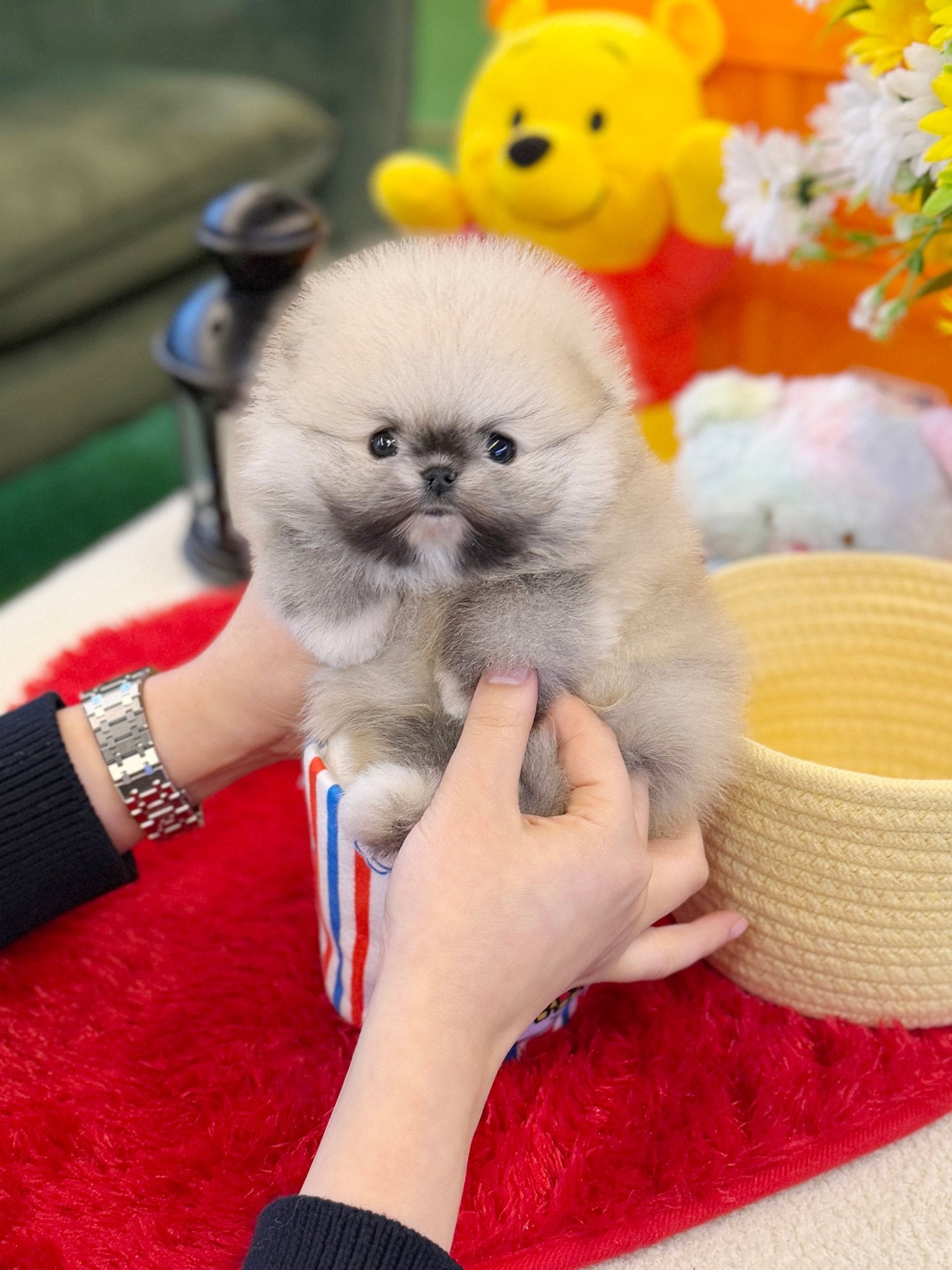 Pomeranian - Abby(Male) - Beautiful puppy teacup puppy with adorable features available for adoption from Velydog