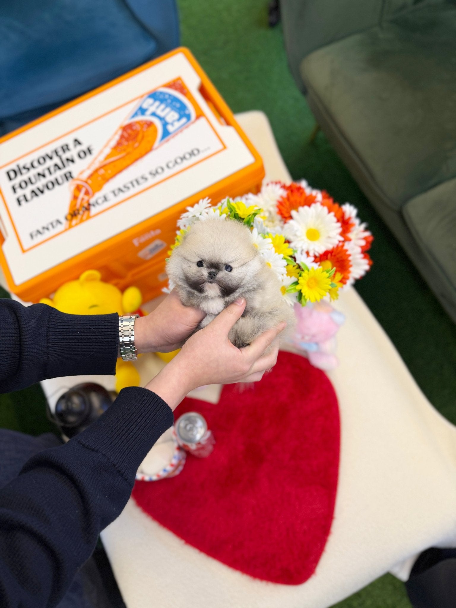 Pomeranian - Abby(Male) - Beautiful puppy teacup puppy with adorable features available for adoption from Velydog