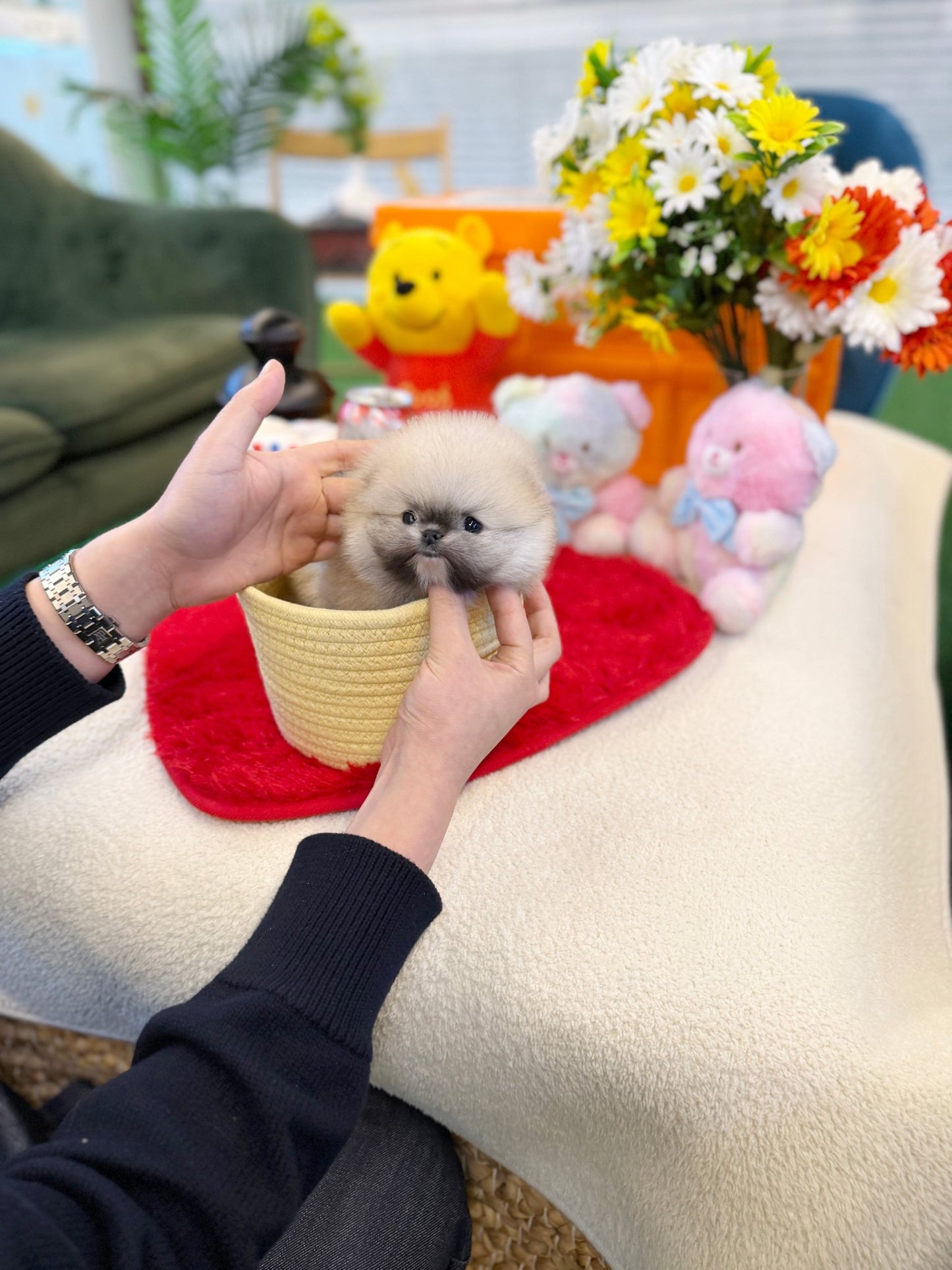 Pomeranian - Abby(Male) - Beautiful puppy teacup puppy with adorable features available for adoption from Velydog