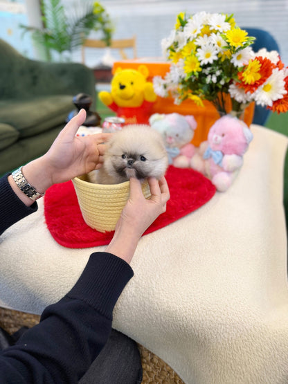 Pomeranian - Abby(Male) - Beautiful puppy teacup puppy with adorable features available for adoption from Velydog