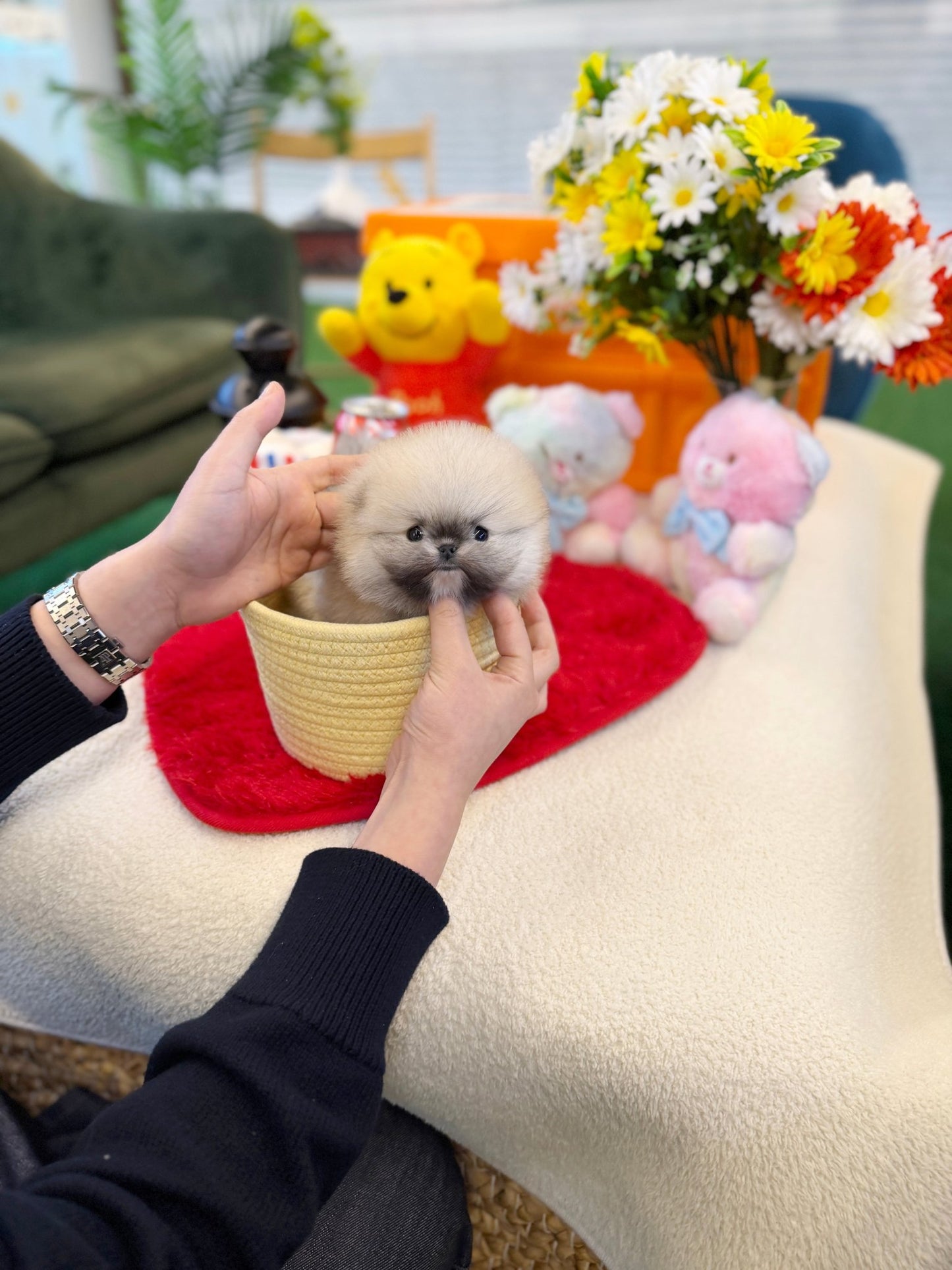 Pomeranian - Abby(Male) - Beautiful puppy teacup puppy with adorable features available for adoption from Velydog