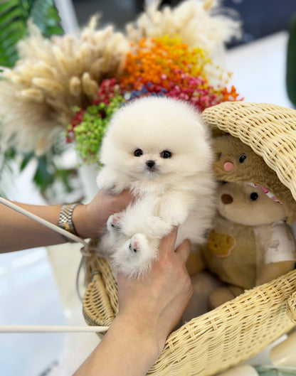 Pomeranian - Adam(Male) - Beautiful puppy teacup puppy with adorable features available for adoption from Velydog