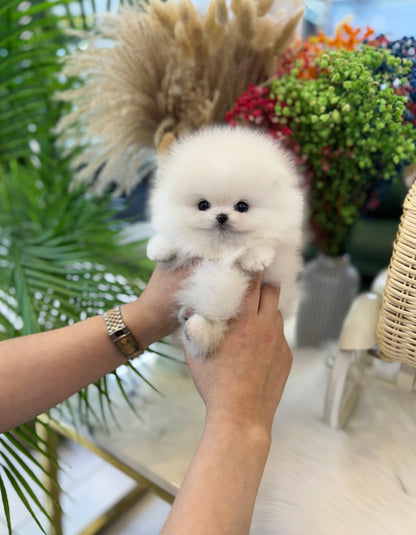 Pomeranian - Adam(Male) - Beautiful puppy teacup puppy with adorable features available for adoption from Velydog