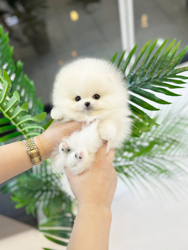 Pomeranian - Adam(Male) - Beautiful puppy teacup puppy with adorable features available for adoption from Velydog