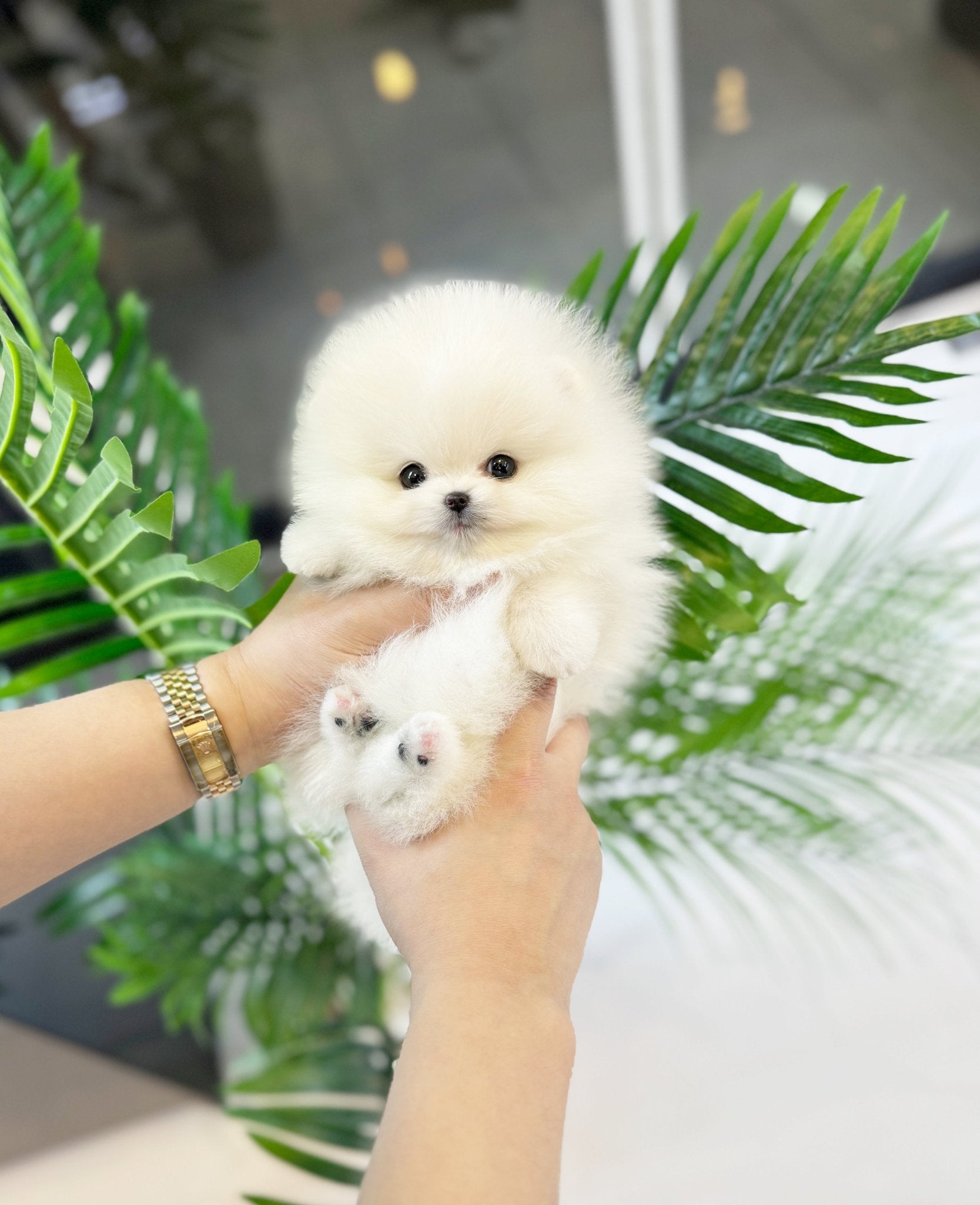 Pomeranian - Adam(Male) - Beautiful puppy teacup puppy with adorable features available for adoption from Velydog