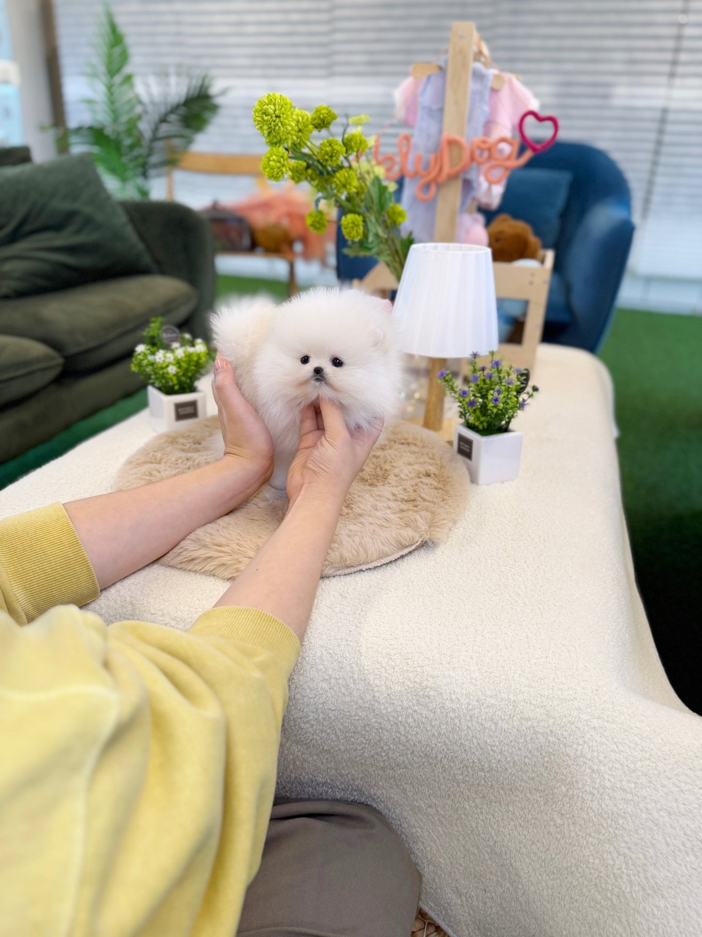 Pomeranian - Alice(Female) - Beautiful puppy teacup puppy with adorable features available for adoption from Velydog