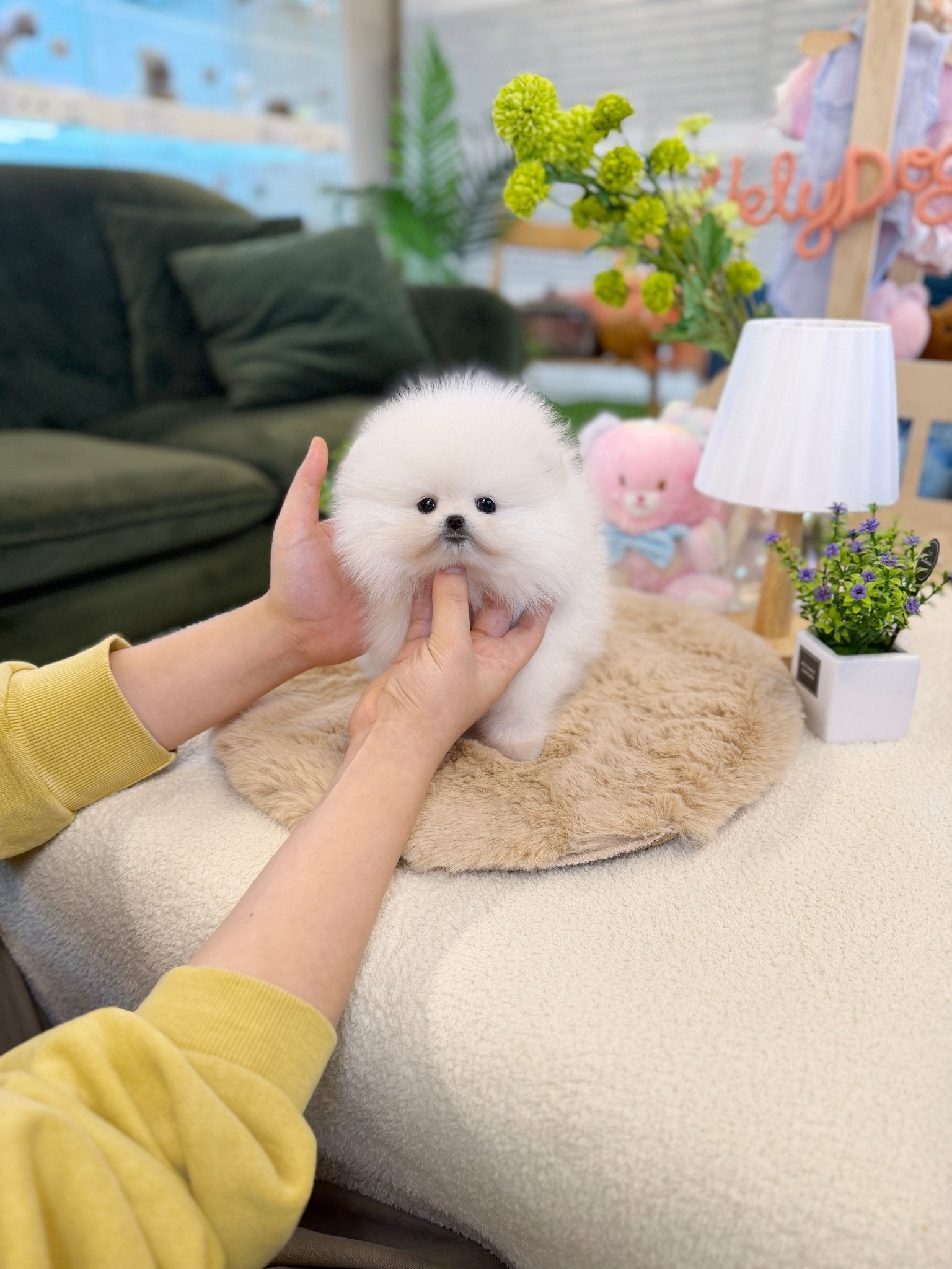 Pomeranian - Alice(Female) - Beautiful puppy teacup puppy with adorable features available for adoption from Velydog