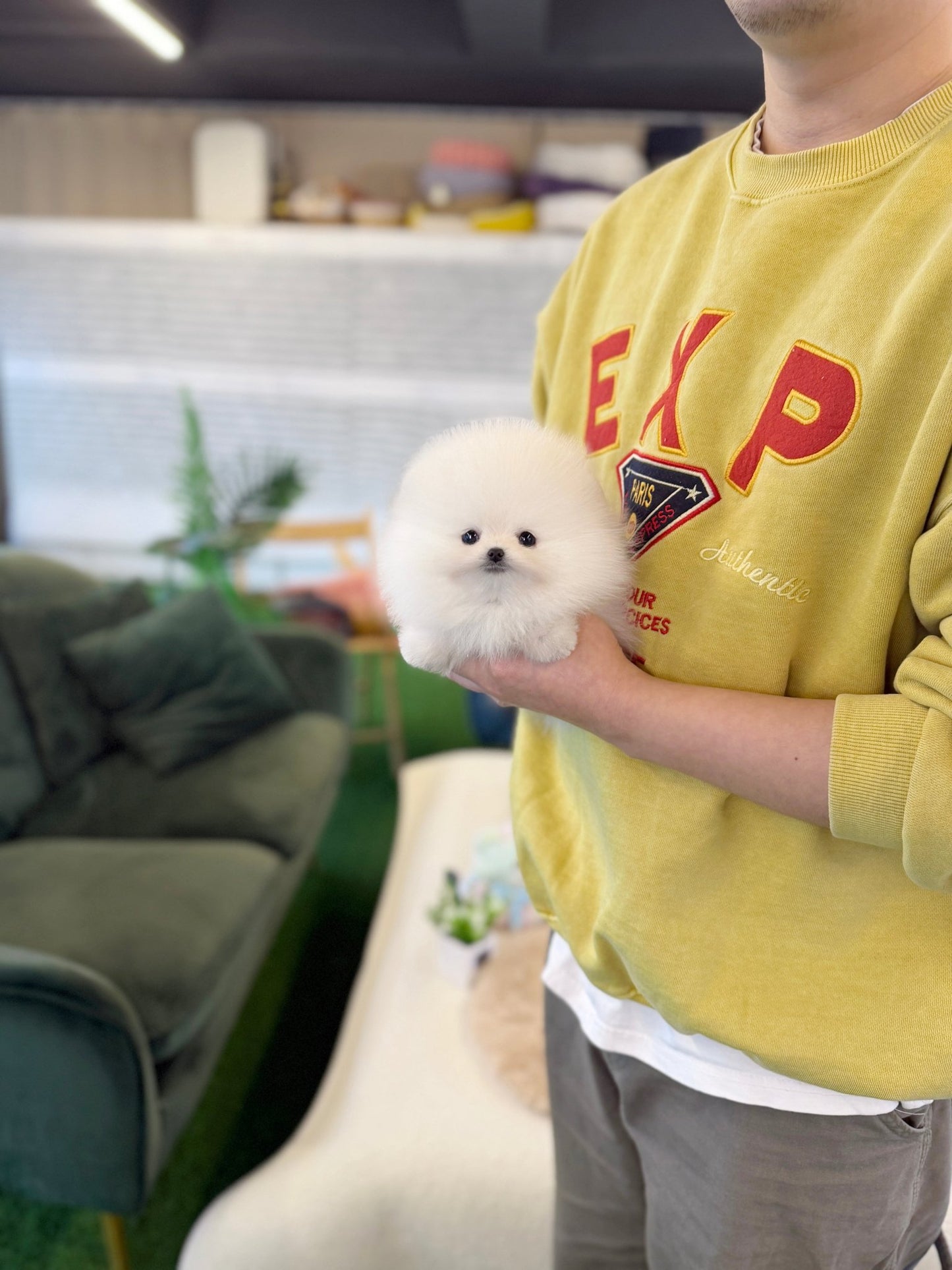 Pomeranian - Alice(Female) - Beautiful puppy teacup puppy with adorable features available for adoption from Velydog