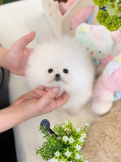 Pomeranian - Alice(Female) - Beautiful puppy teacup puppy with adorable features available for adoption from Velydog