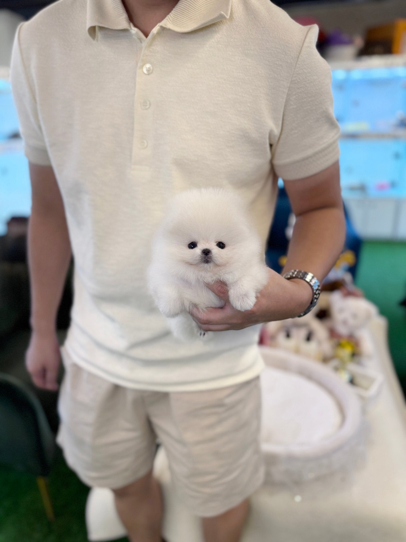 Pomeranian - Aloha(Female) - Beautiful puppy teacup puppy with adorable features available for adoption from Velydog