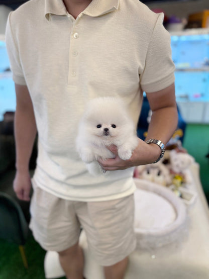 Pomeranian - Aloha(Female) - Beautiful puppy teacup puppy with adorable features available for adoption from Velydog