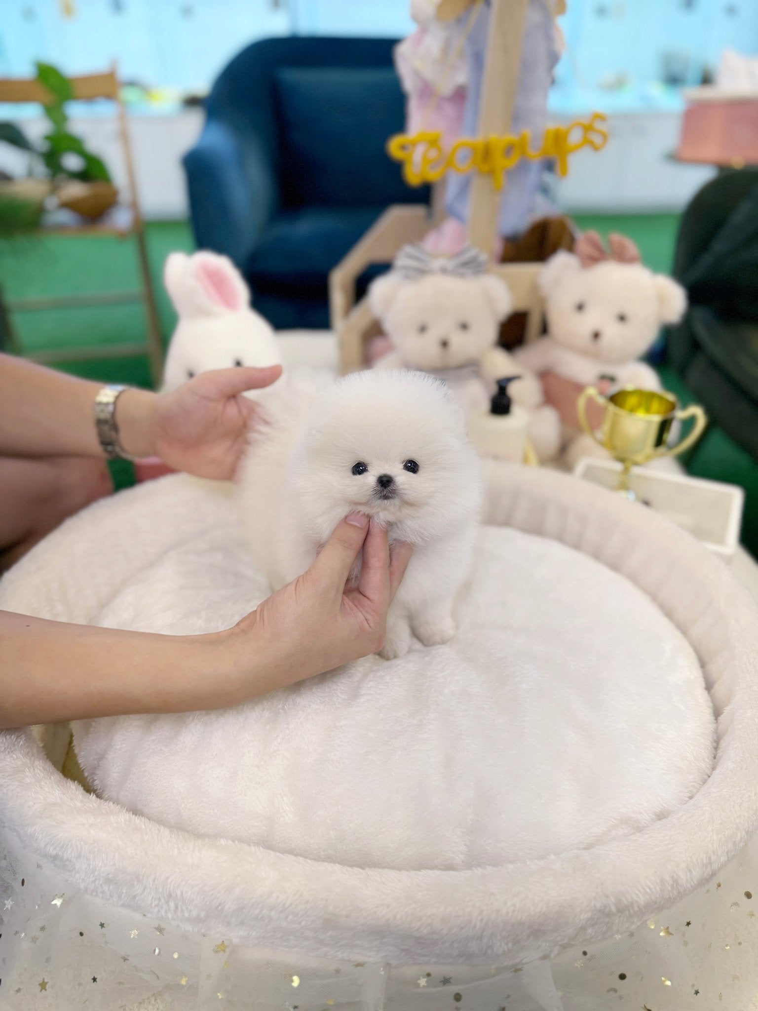 Pomeranian - Aloha(Female) - Beautiful puppy teacup puppy with adorable features available for adoption from Velydog