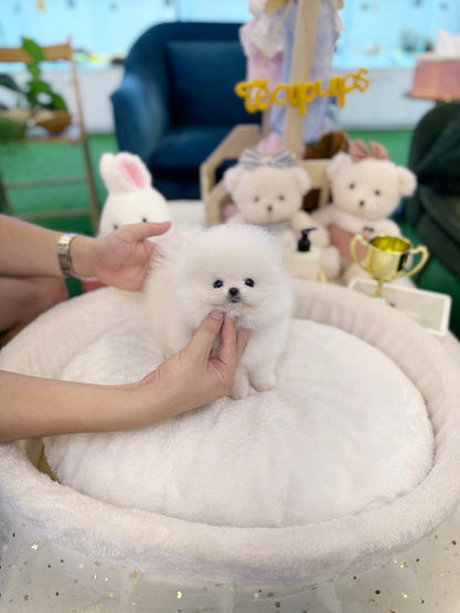 Pomeranian - Aloha(Female) - Beautiful puppy teacup puppy with adorable features available for adoption from Velydog
