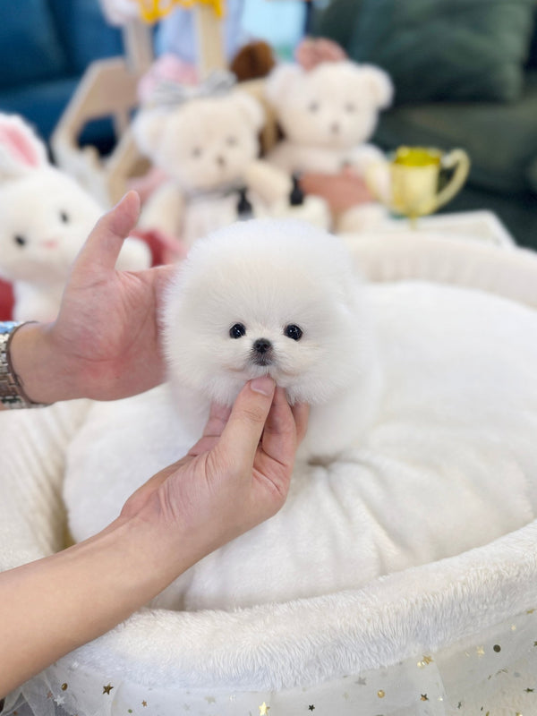 Pomeranian - Aloha(Female) - Beautiful puppy teacup puppy with adorable features available for adoption from Velydog