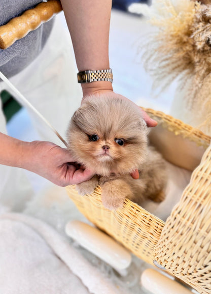 Pomeranian - Andi(Male) - Beautiful puppy teacup puppy with adorable features available for adoption from Velydog