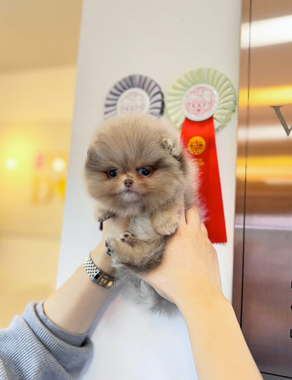 Pomeranian - Andi(Male) - Beautiful puppy teacup puppy with adorable features available for adoption from Velydog