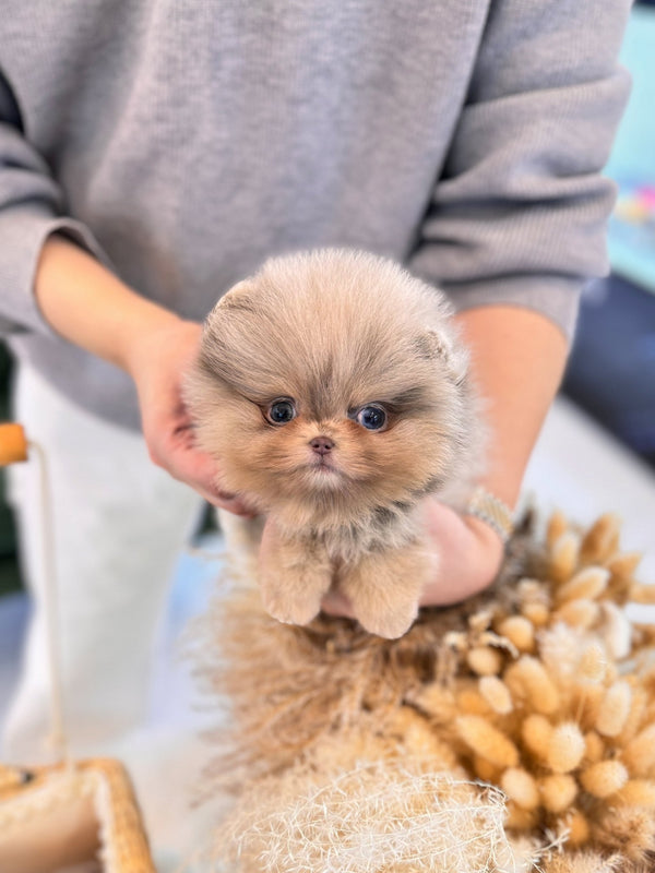 Pomeranian - Andi(Male) - Beautiful puppy teacup puppy with adorable features available for adoption from Velydog