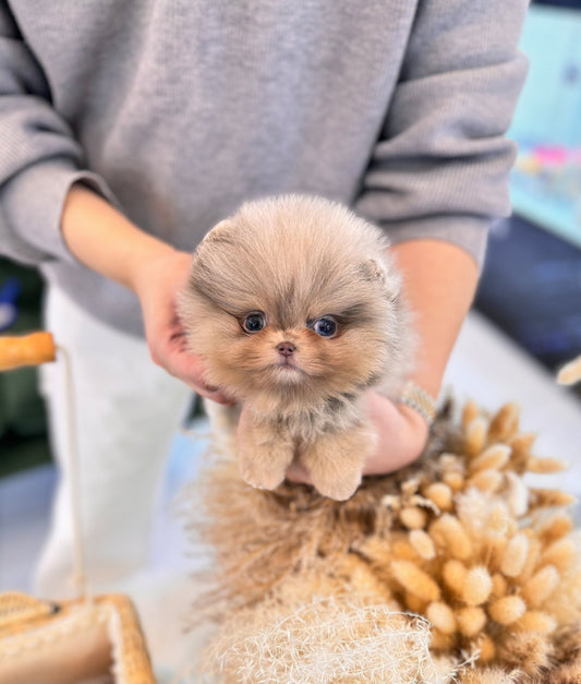 Pomeranian - Andi(Male) - Beautiful puppy teacup puppy with adorable features available for adoption from Velydog