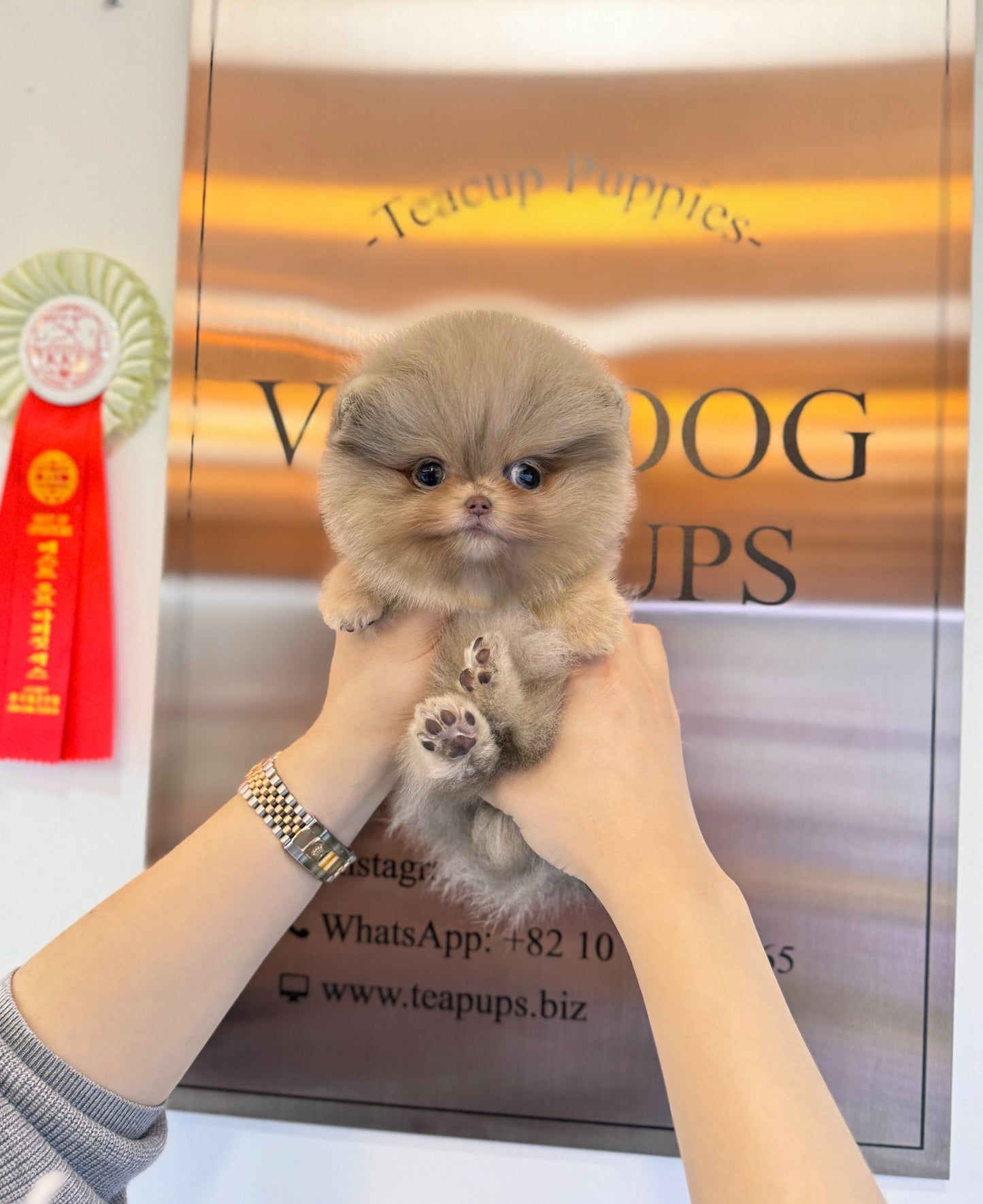 Pomeranian - Andi(Male) - Beautiful puppy teacup puppy with adorable features available for adoption from Velydog