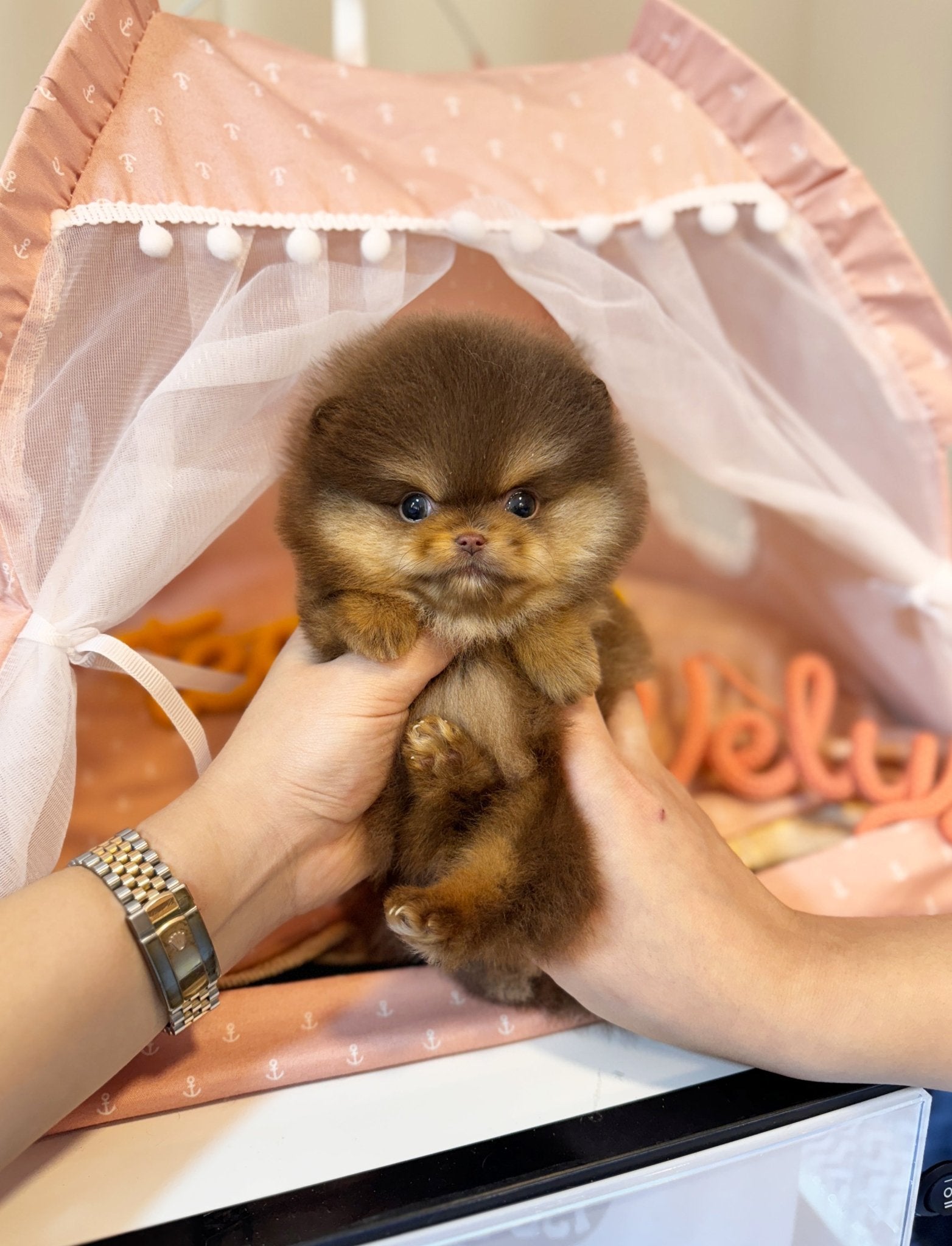 Pomeranian - Apollo(Male) - Beautiful puppy teacup puppy with adorable features available for adoption from Velydog