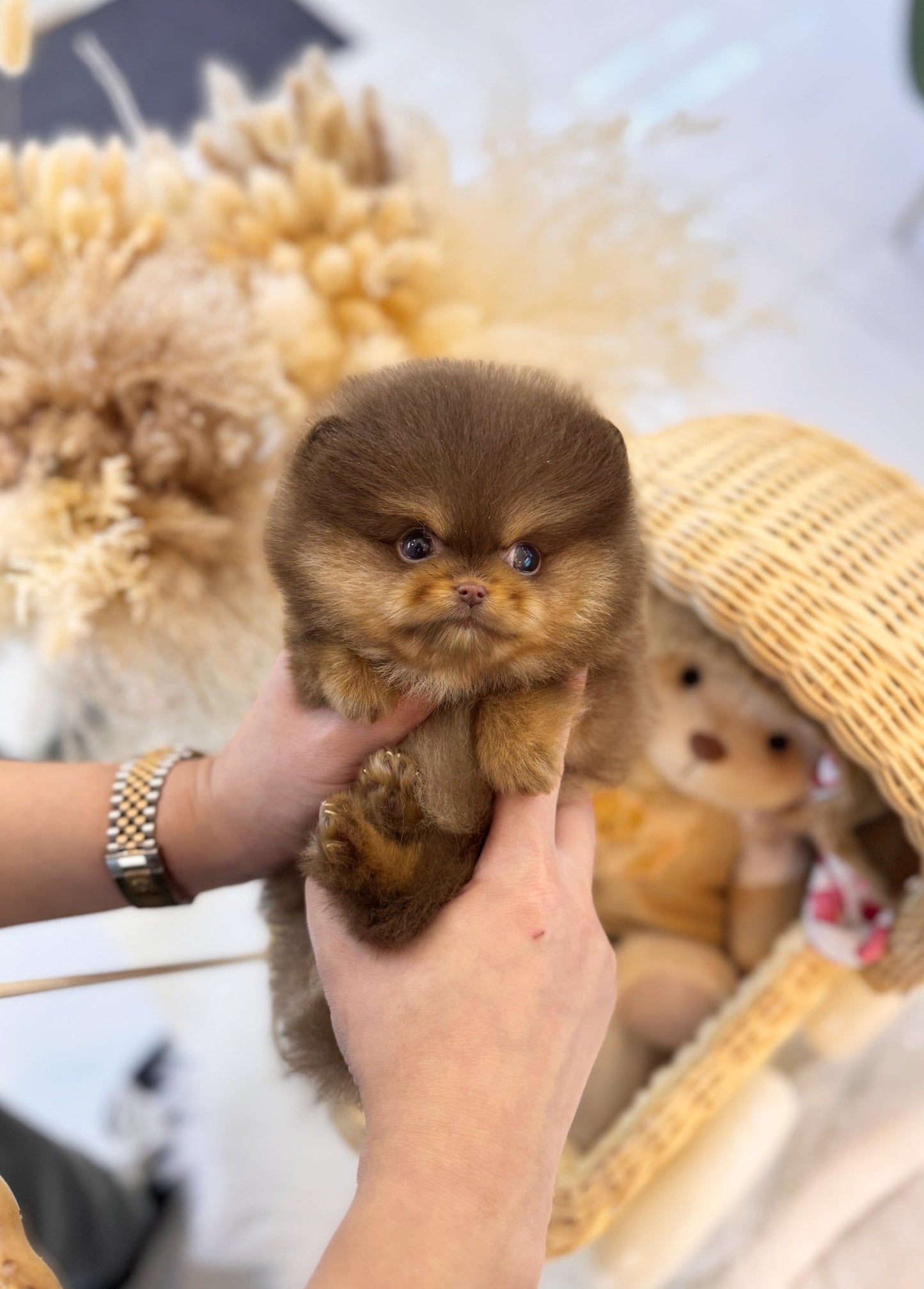 Pomeranian - Apollo(Male) - Beautiful puppy teacup puppy with adorable features available for adoption from Velydog