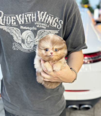 Pomeranian - Apple(Male) - Beautiful puppy teacup puppy with adorable features available for adoption from Velydog