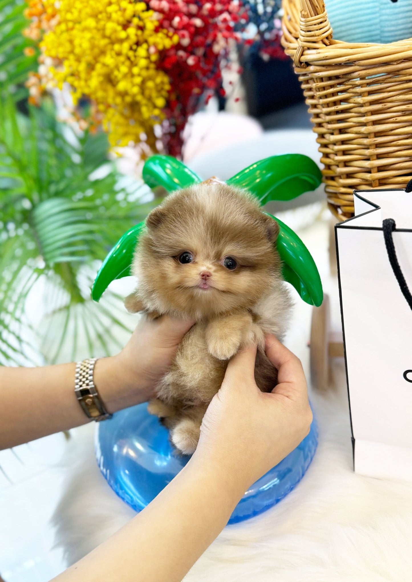 Pomeranian - Apple(Male) - Beautiful puppy teacup puppy with adorable features available for adoption from Velydog