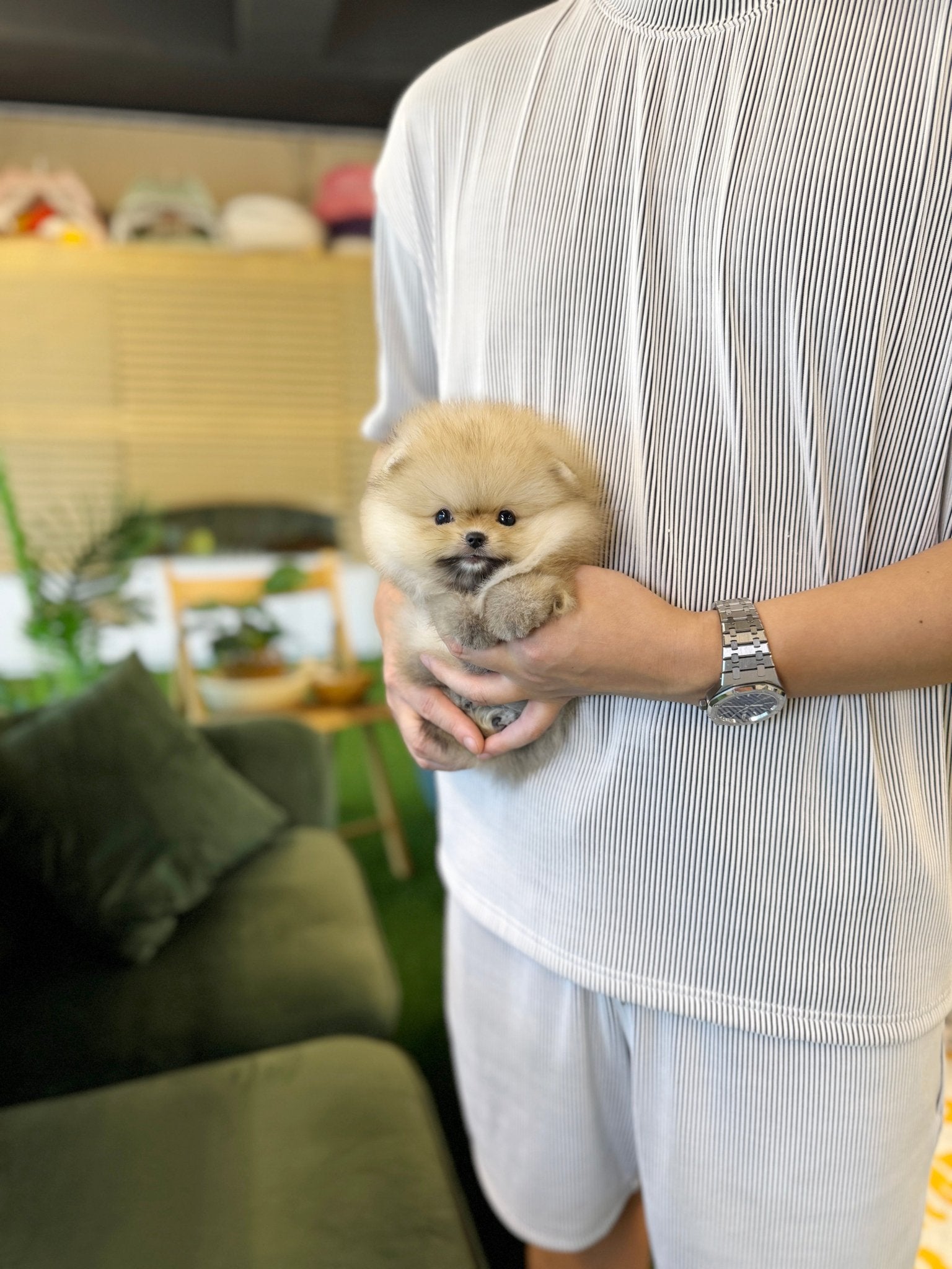 Pomeranian - Aya(Female) - Beautiful puppy teacup puppy with adorable features available for adoption from Velydog